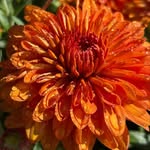 Scott's Orchard & Nursery - @scottsorchardandnurseryct - Instagram