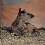 Scott Oyler - @o_elk_ranch - Instagram