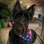 Mr. Charles Joseph Peabody 🐾 - @peabodythescottie - Instagram