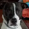 Scott Pedigo - @scott.pedigo - TikTok