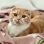 Pétrus - @petrus_the_scottish_fold - Instagram