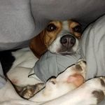 Scott Petrusic - @scottpetrusic - Instagram