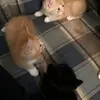 scottphegley123 - @emma_and_scott - TikTok