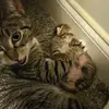 Scott Picklesimer - @scott.picklesimer - TikTok