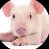 Scott_Piggy🐷 - @scott_piggy75 - TikTok