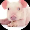 Scott - @scott_pigg2 - TikTok