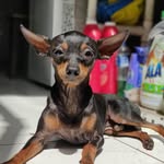 Ao Scott 🐁🌹📍 - @scottpinscher - Instagram