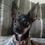 Scott 🐕 - @scott_pinscher8 - Instagram