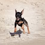 Scott 🐾 - @scottpinscher_ - Instagram