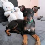 @scott_pinscher3 - Instagram