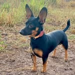 Scott Pinscher - @scott.pinscher_ - Instagram