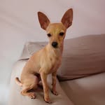 Scott - @scott.pinscher - Instagram