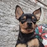 @scottpinscher4 - Instagram