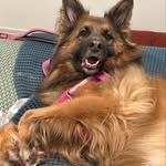 Scott Prichard - @viktoriya_the_gsd - Instagram