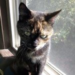 Scott Pridgen - @samuraikuro - Instagram