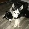 scottpulsipher885 - @scottpulsipher885 - TikTok