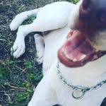 DBML - @scottie_quill - Instagram