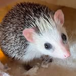 @sir.quilliam.hedgie.scott - Instagram