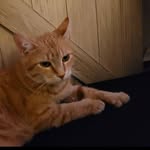 Scott Rambo - @rambo447 - Instagram