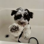 Baby Ceddy - @cedrickjoyscottrazorback - Instagram