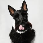 Dusya the Scottie - @not_your_regular_scottie - Instagram