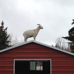 Scott Riffle - @lostrhomestead - Instagram