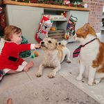 Krystal Scott - @scott_rigaard_family_and_furr - Instagram