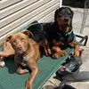 Rigatoni & Biscotti - @rigascotti - TikTok