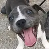 RoryTheBlueWhiteStaff - @rorythebluewhitestaffy - TikTok