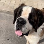 SCOTT LE SAINT BERNARD - @scott_saintbernard - Instagram
