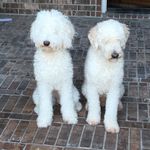 Scott Salerno - @peanutandlolathedoodles - Instagram