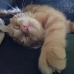 scott scharping - @cobblman - Instagram