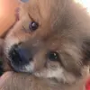 scott - @chow_scott - TikTok