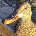 Scott Schroder - @ducksandthings - Instagram