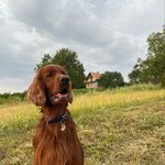 𝕊𝕔𝕠𝕥𝕥 🧡 - @scott.the.irish.setter - Instagram