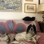 Biscotto - @biscotto.the.setter - Instagram