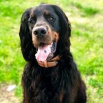 Bournefield Pride & Joy Scott - @scottgordonsetter - Instagram