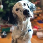 Dalabakkans Scott - @scott_theenglishsetter - Instagram