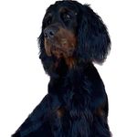 kenia.setter.gordon - @kenia_kora_scottish_setters - Instagram