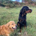 Papa - @scott_setter1 - Instagram