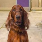Scott 🐾 - @scott_theirishsetter - Instagram