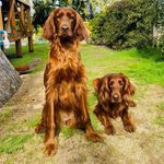Scottish Y Miel 🐾 - @scottish.miel_setterirlandes - Instagram
