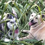 Scott Shaheen - @scottwhitewolf1426 - Instagram
