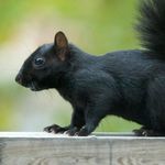 Scott Sheehy - @squirrely24 - Instagram