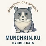 Kucing Munchkin - Scottish Fold - British shorthair - @munchkin.ku - Instagram
