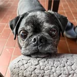Scott Shreffler - @scotty_hops - Instagram