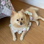 Scott Stein - @scottgermanspitz - Instagram