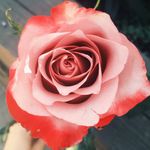 Scott Sterner - @girlygal77 - Instagram