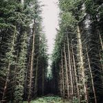 @scottishdistiller - Instagram