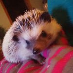 Scott Stoddard - @sjstoddy - Instagram